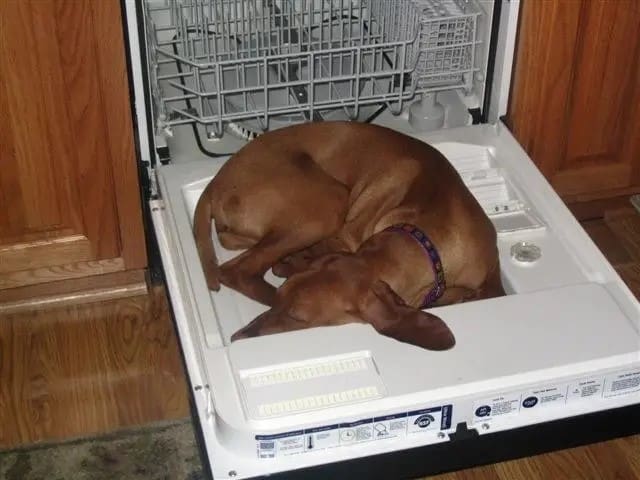 dog sleeping in dish washer