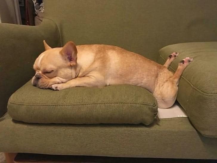 dog sleeping on couch