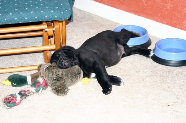 dog sleeping on his toy