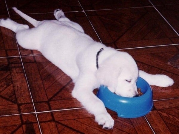 dog sleeping while eating food
