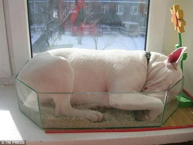 dog sleeps in glass container
