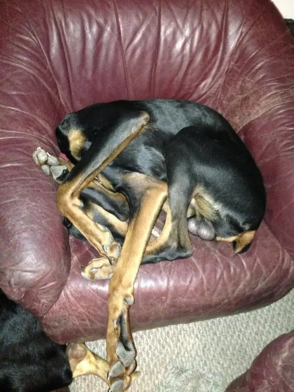 dog sleeps with legs intertwined