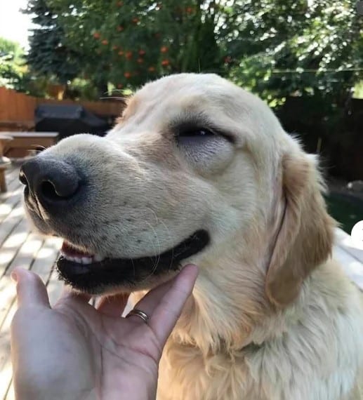 dog smiling after being bitten by a bee