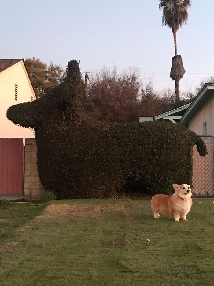 dog standing in best garden