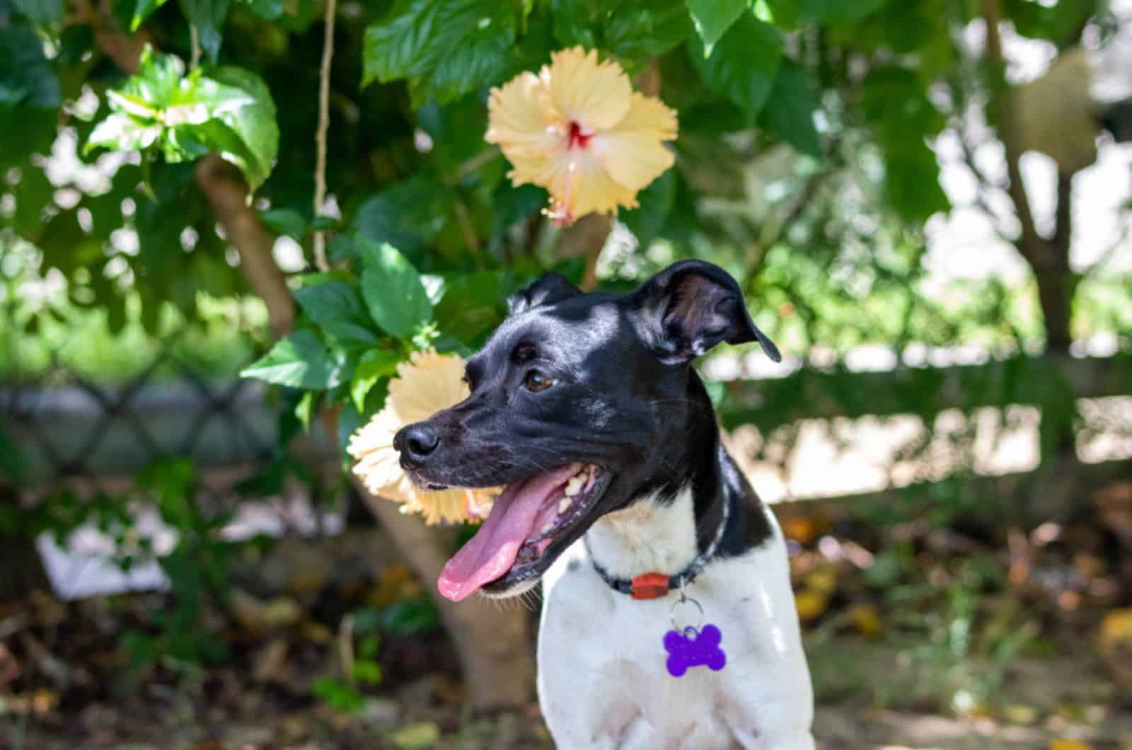 dog standing near hibiscus in the garden