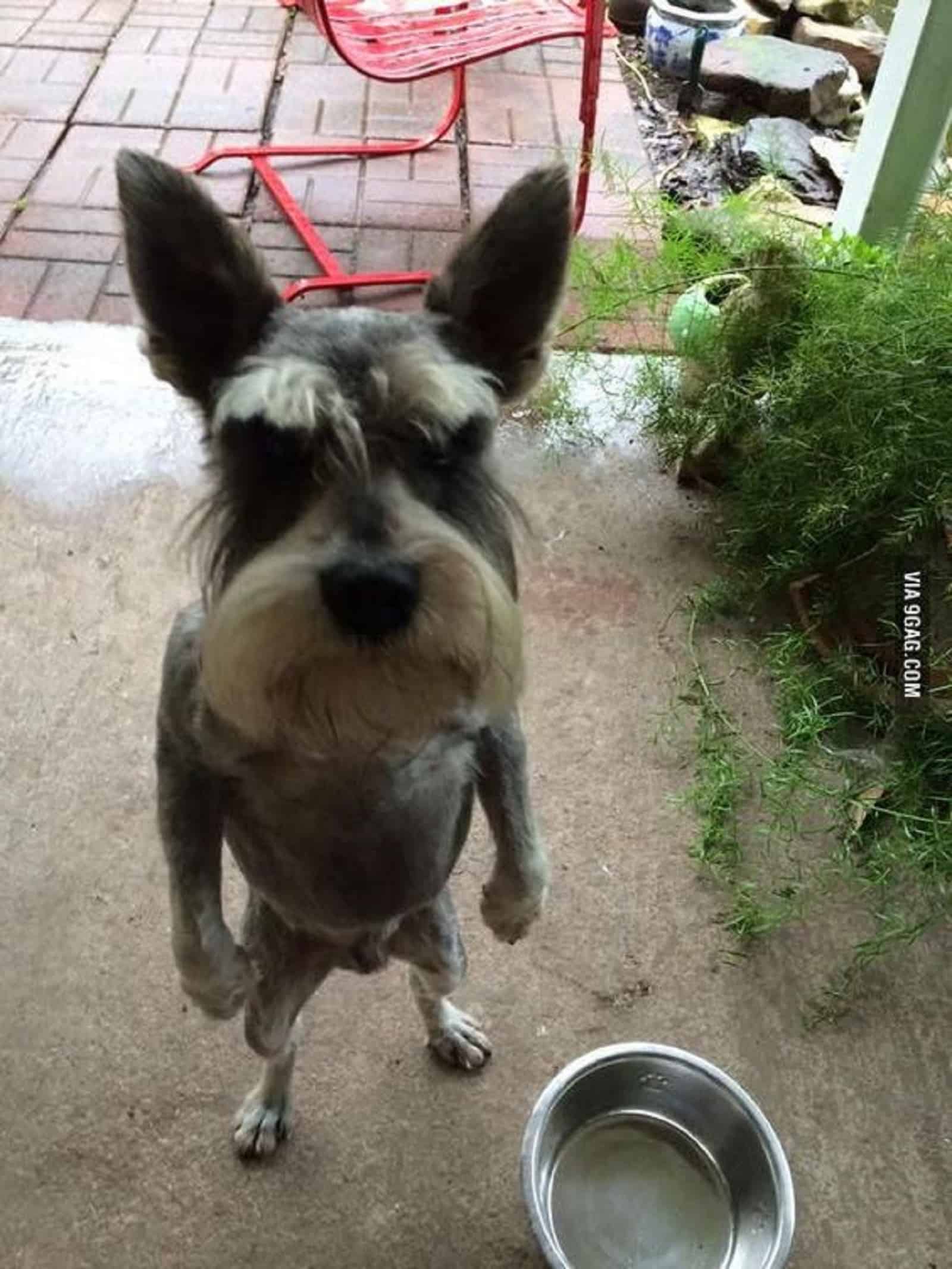 dog standing on his back legs in front of empty food bowl