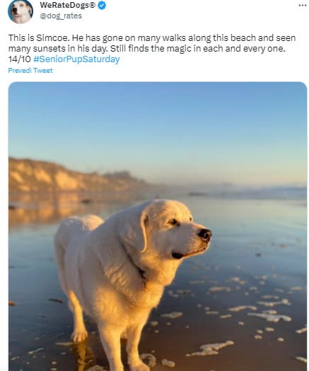 dog standing on ice