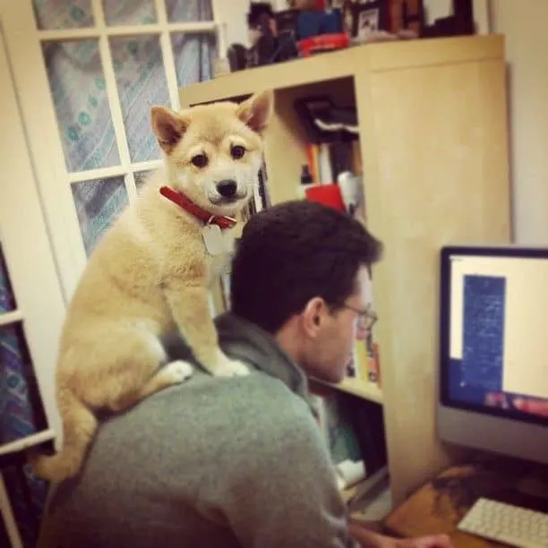 dog standing on owner's shoulders like a cat