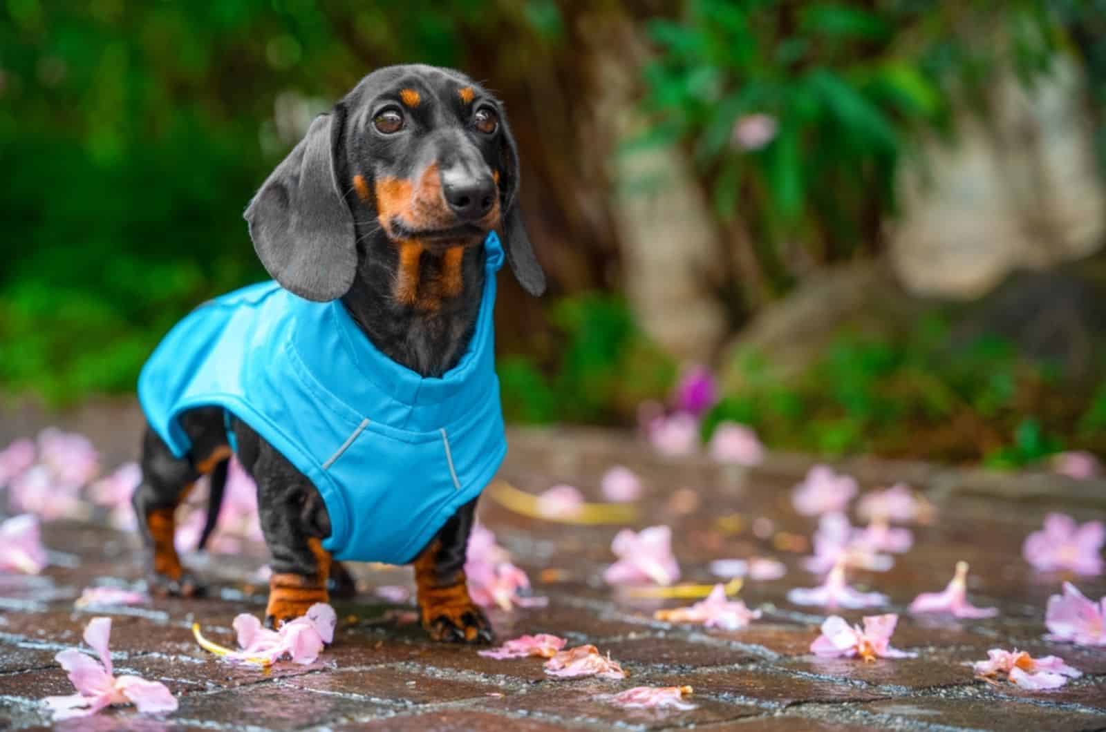 dog stands next fallen oleander flowers on pavement