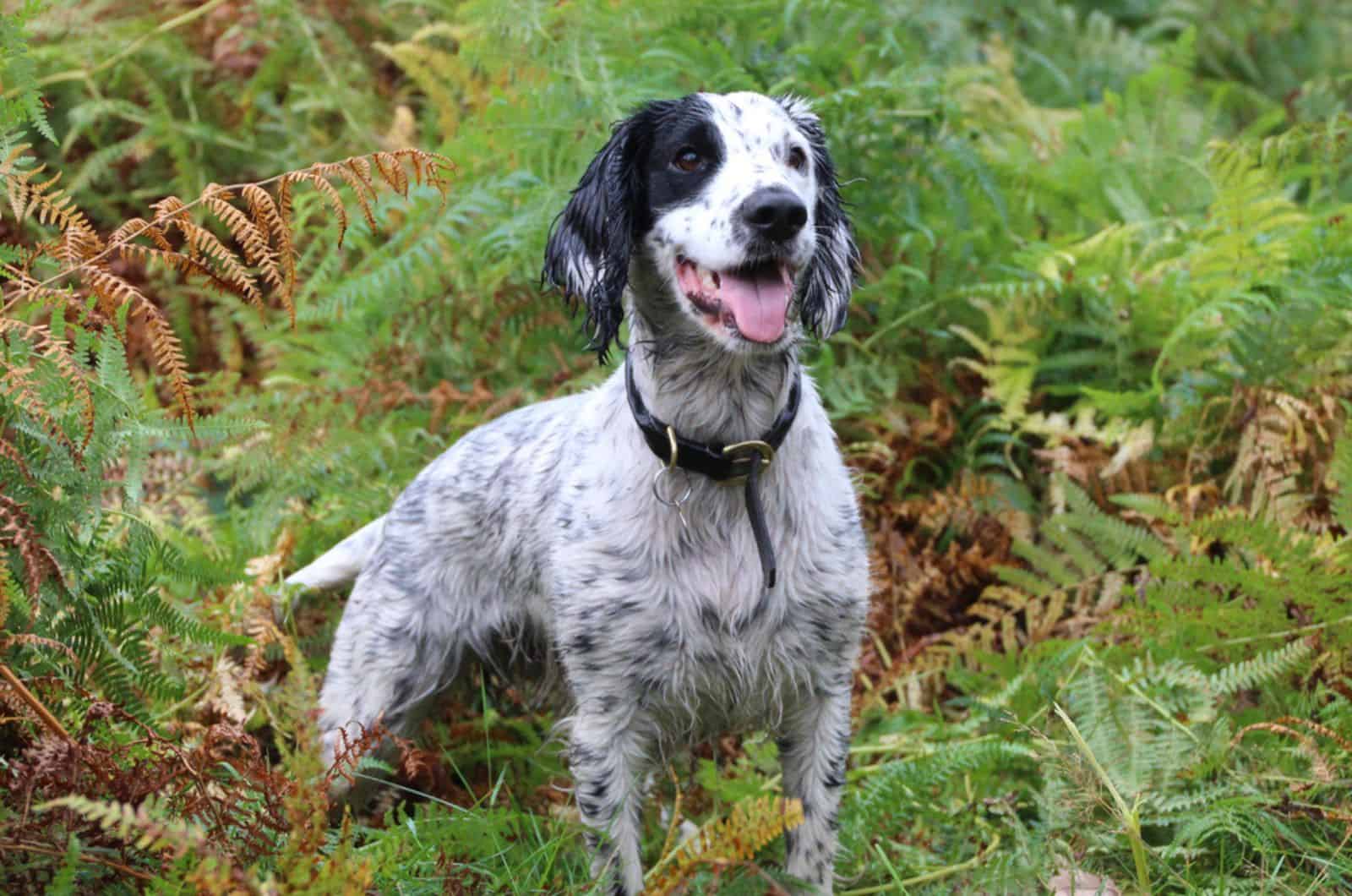 dog surrounded with bracken fern in nature