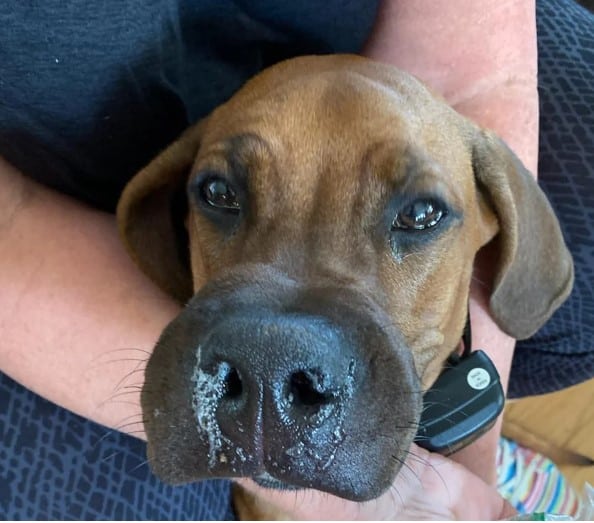 dog swollen from a bee bite