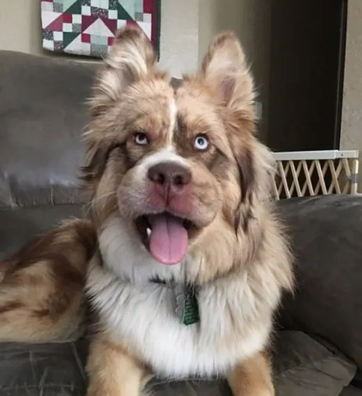 dog that ate a bee makes a funny face