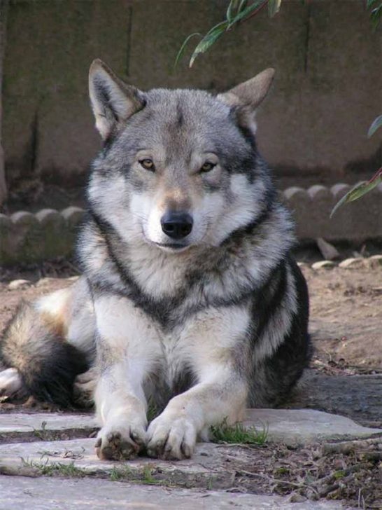 These 10 Dogs Look Like Coyotes, But Behave Nothing Like Them