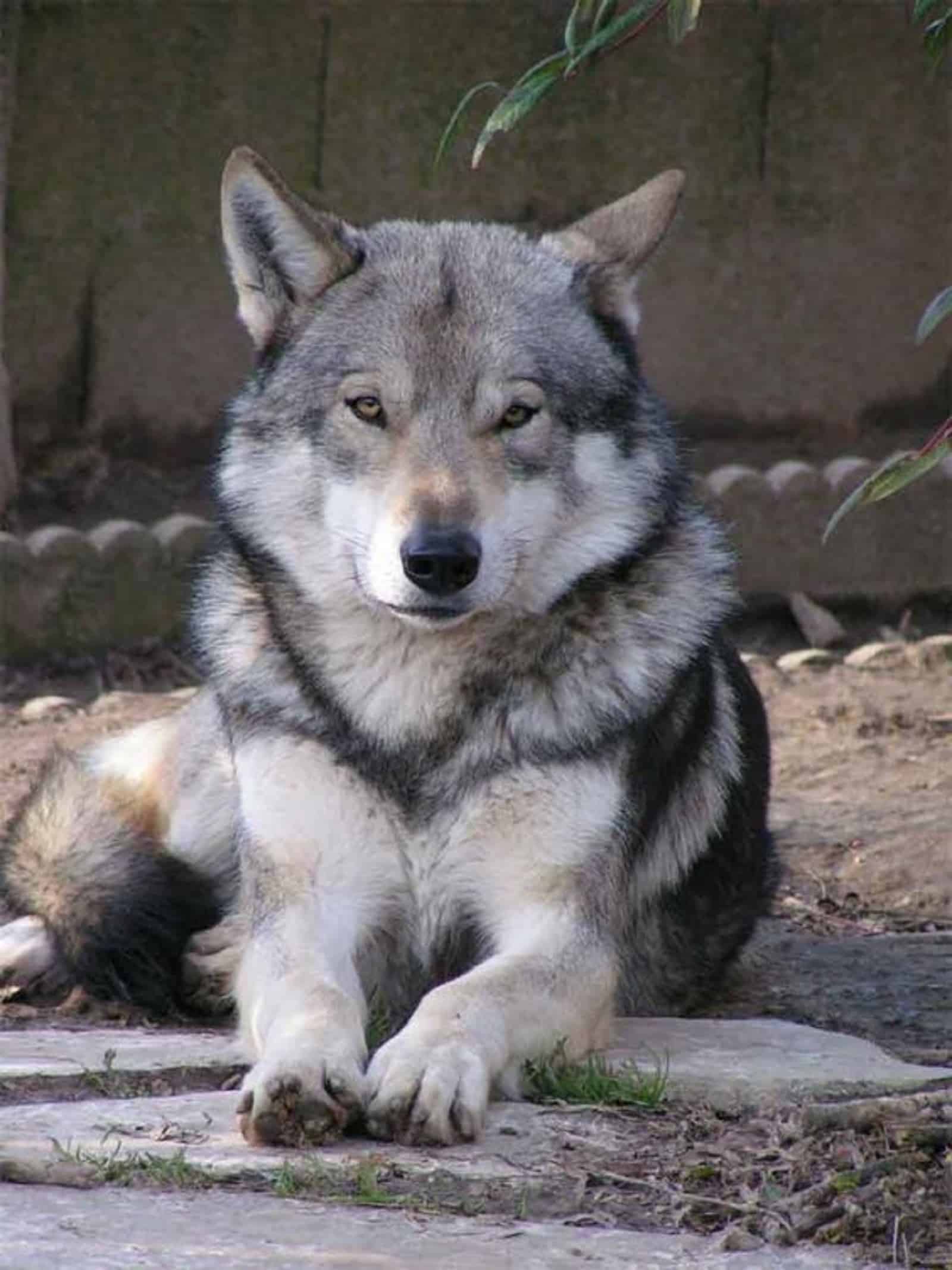 dog that looks like coyote lying on the ground