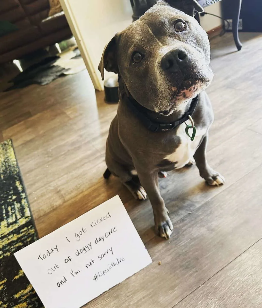 dog that was kicked out of daycare