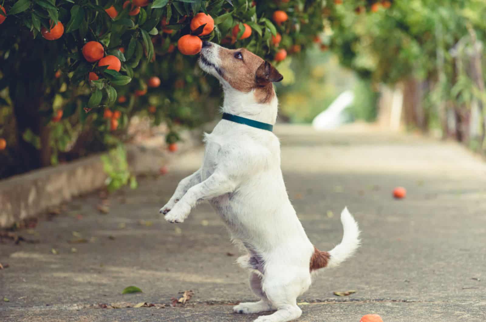 dog trying to steal tangerines from tree branch
