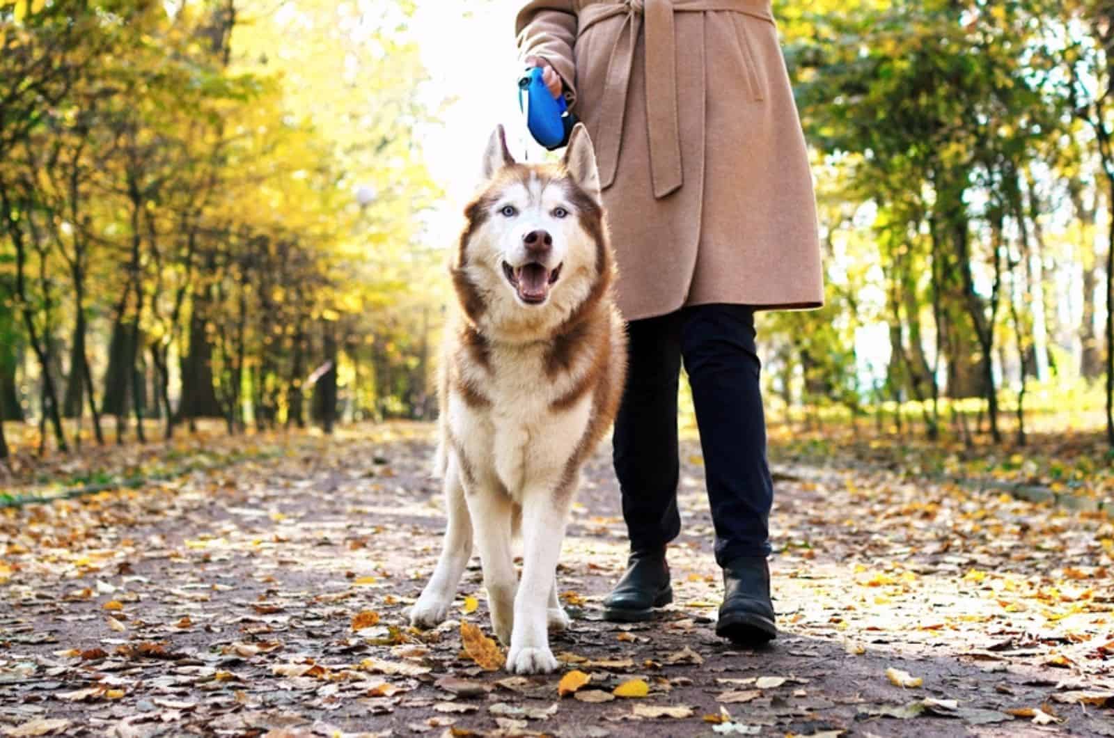 dog walker with husky dog in the park