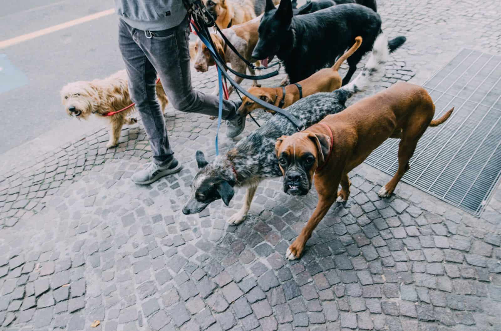 dog walker on sidewalk with dogs