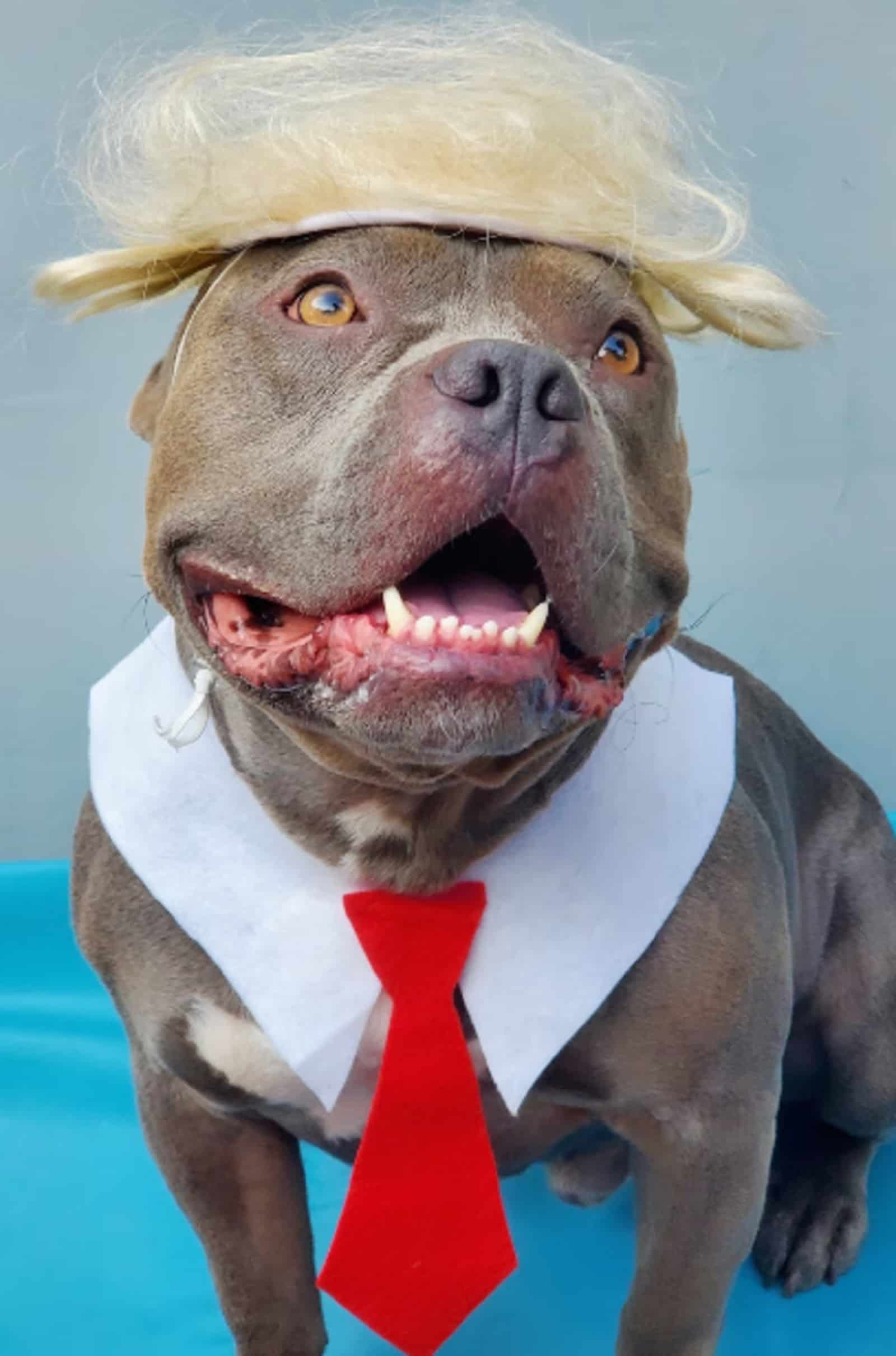 dog wearing Donald Trump costume looking funny