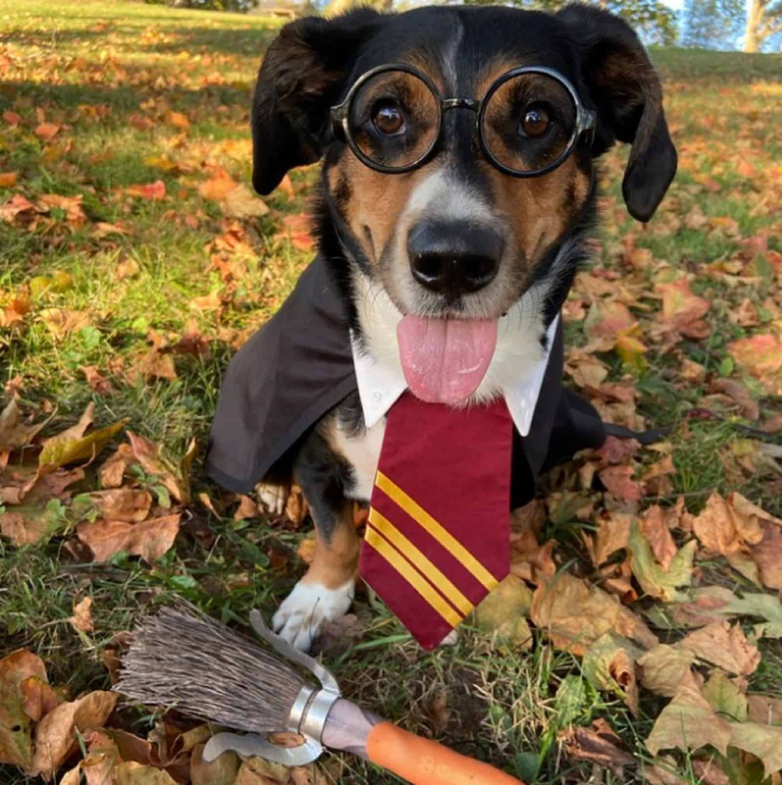dog wearing Harry Potter costume sitting on the grass