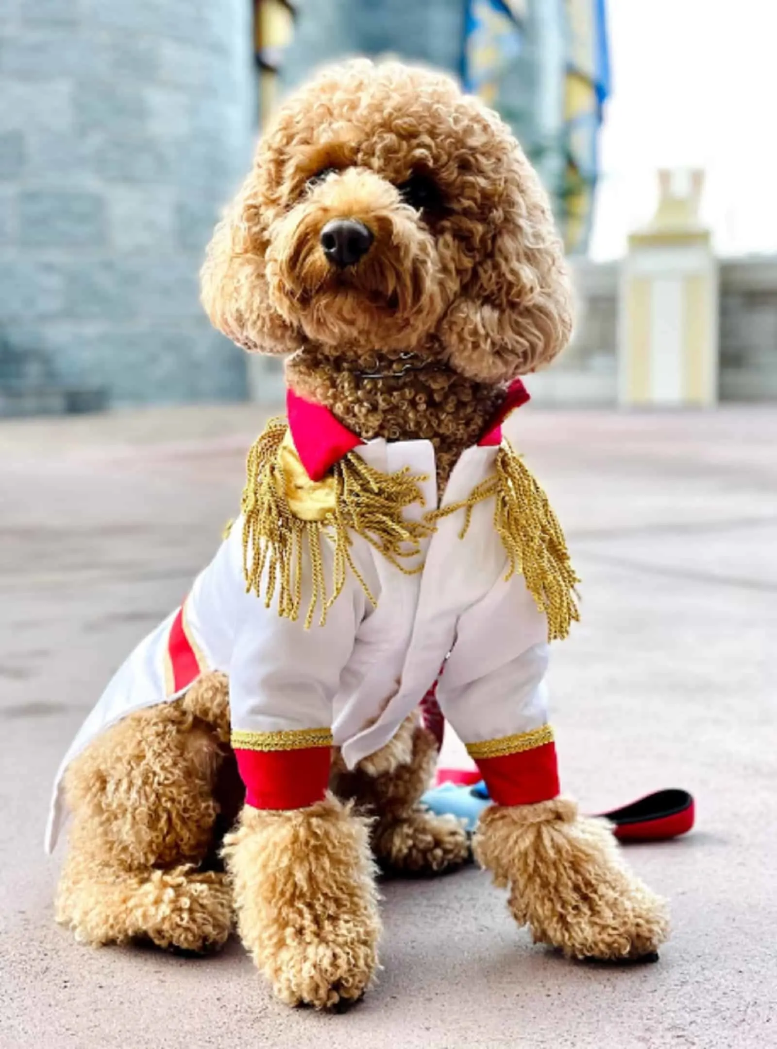 dog wearing Prince Charming costume sitting outdoors