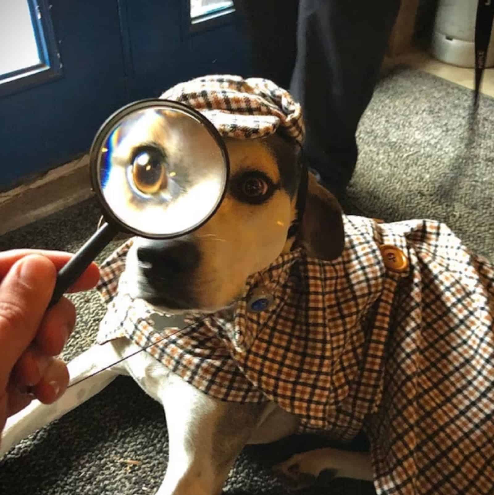 dog wearing Sherlock Holmes costume lying on the carpet