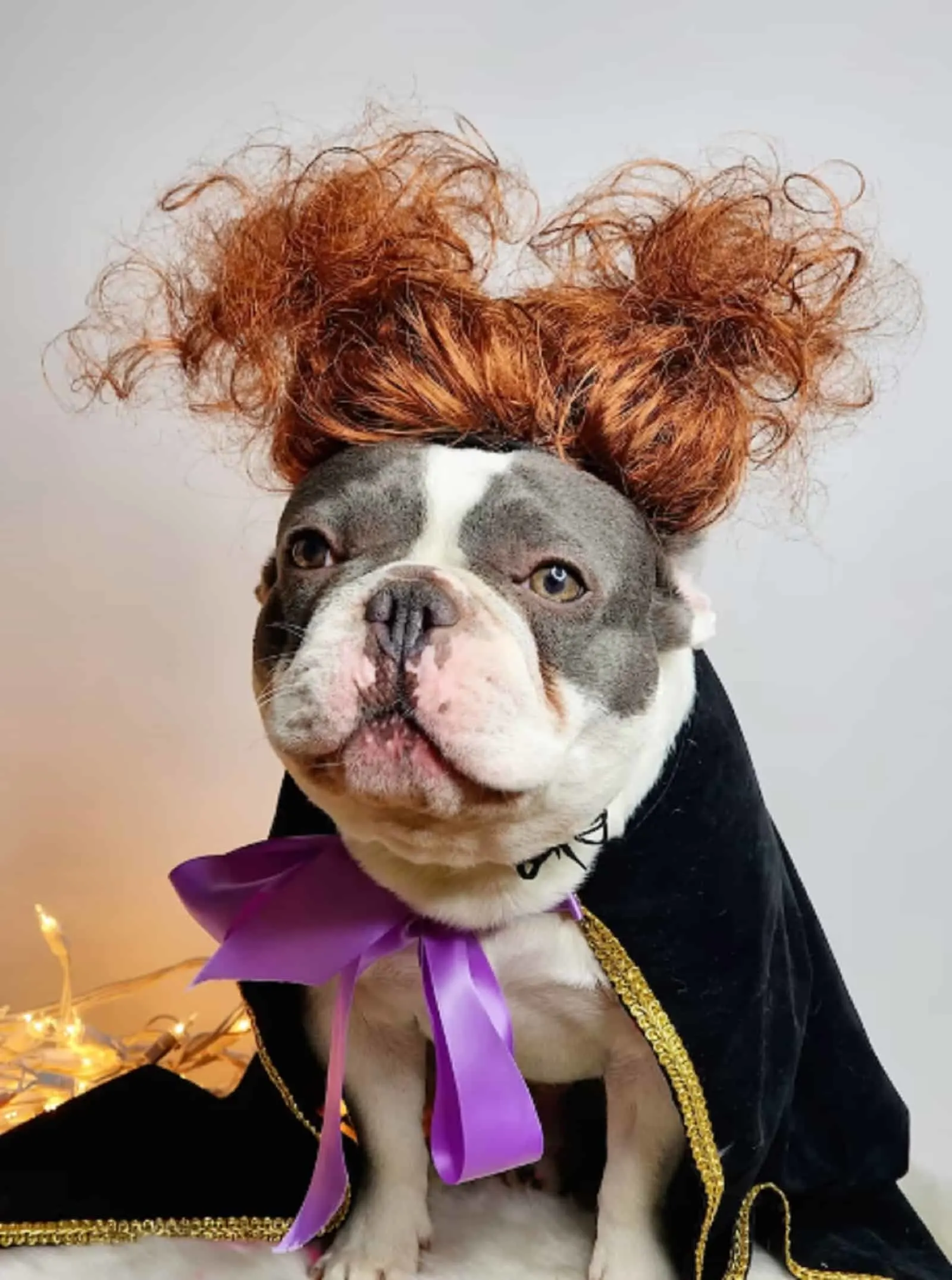 dog wearing Winifred Sanderson costume posing for camera