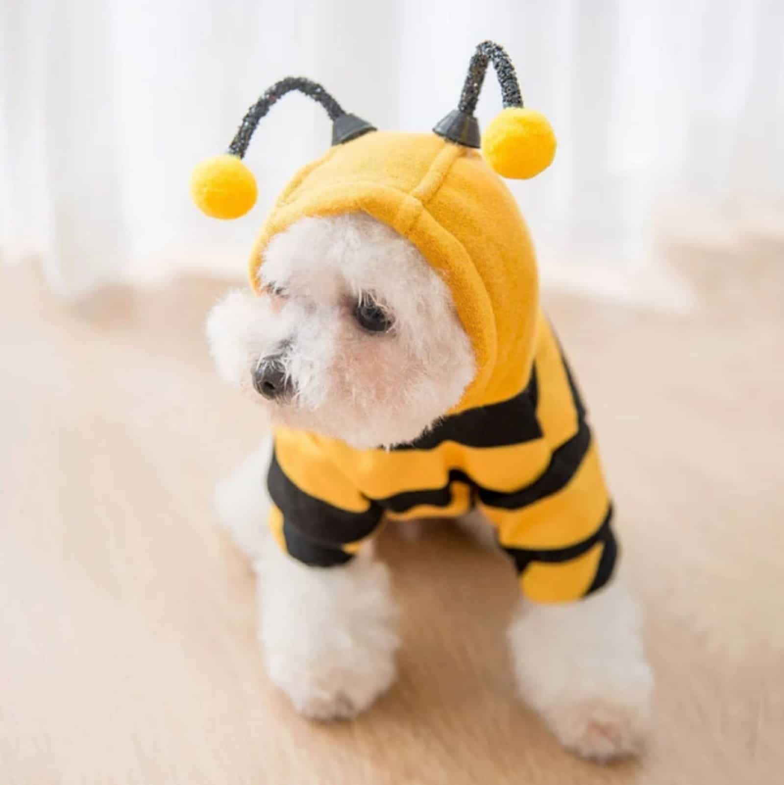 dog wearing a bee costume standing in the house