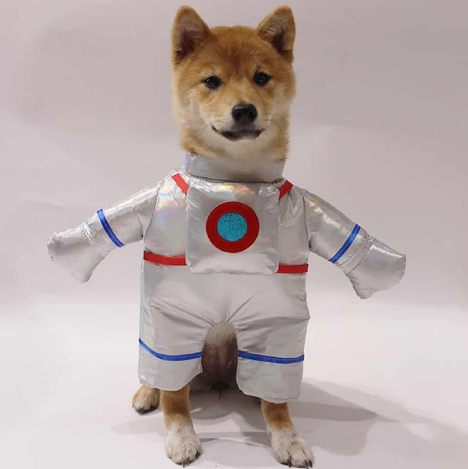 dog wearing astronaut costume posing for camera