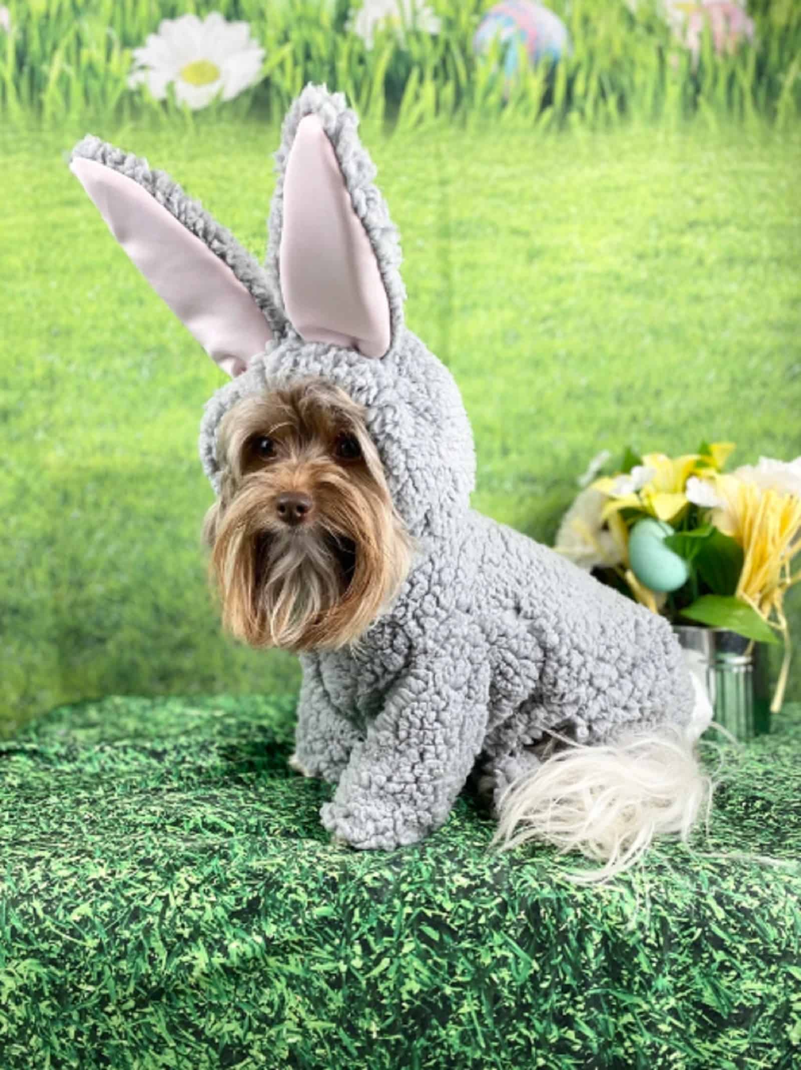dog wearing bunny costume sitting in the garden