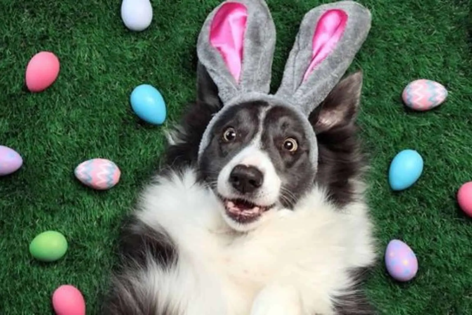 dog wearing bunny ears lying on the grass surrounded with easter eggs
