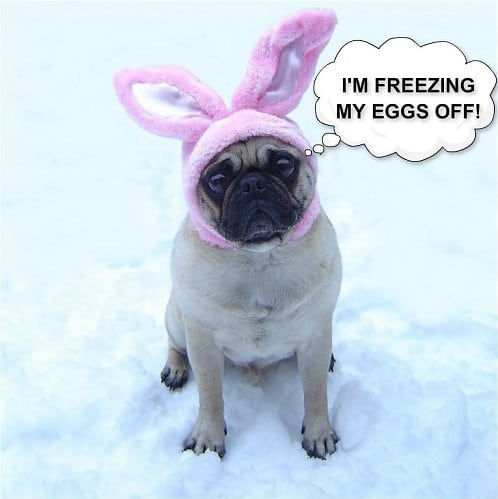 dog wearing bunny ears sitting in snow meme