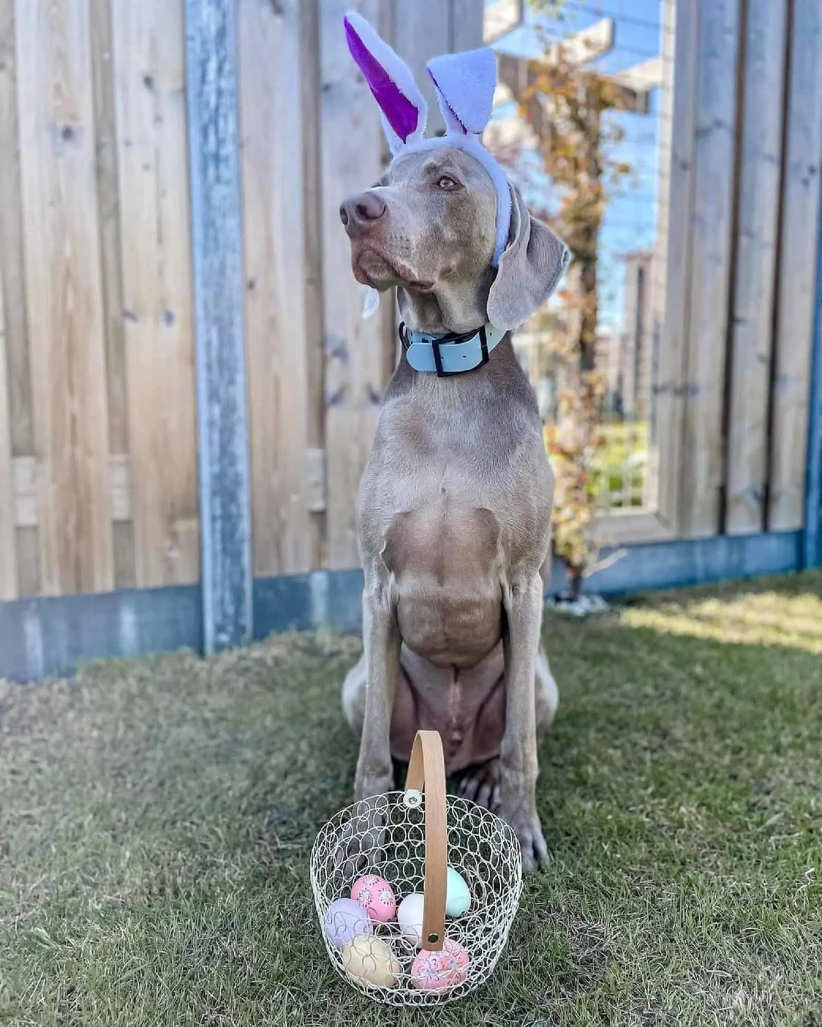 dog wearing bunny ears celebrating easter