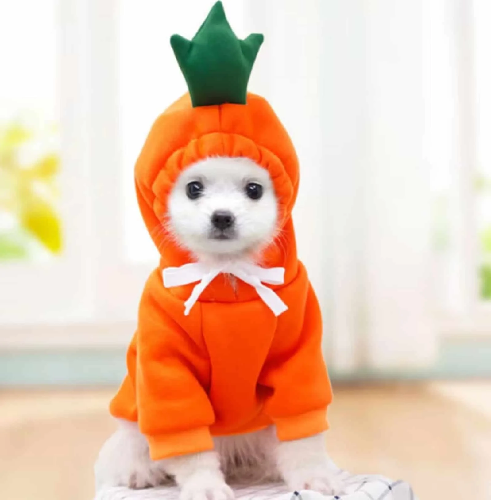 dog wearing carrot costume sitting indoors
