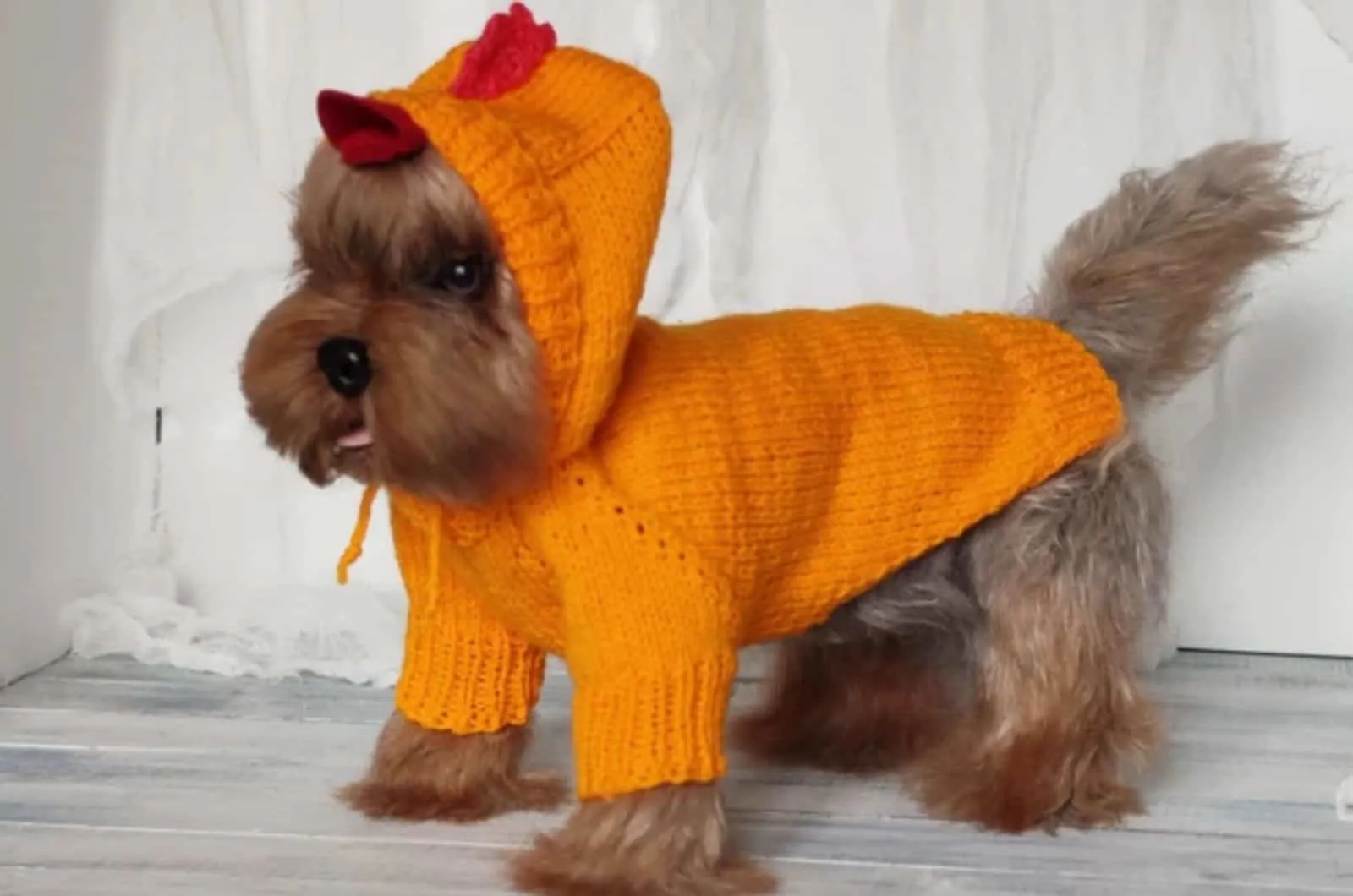 dog wearing chicken costume for easter