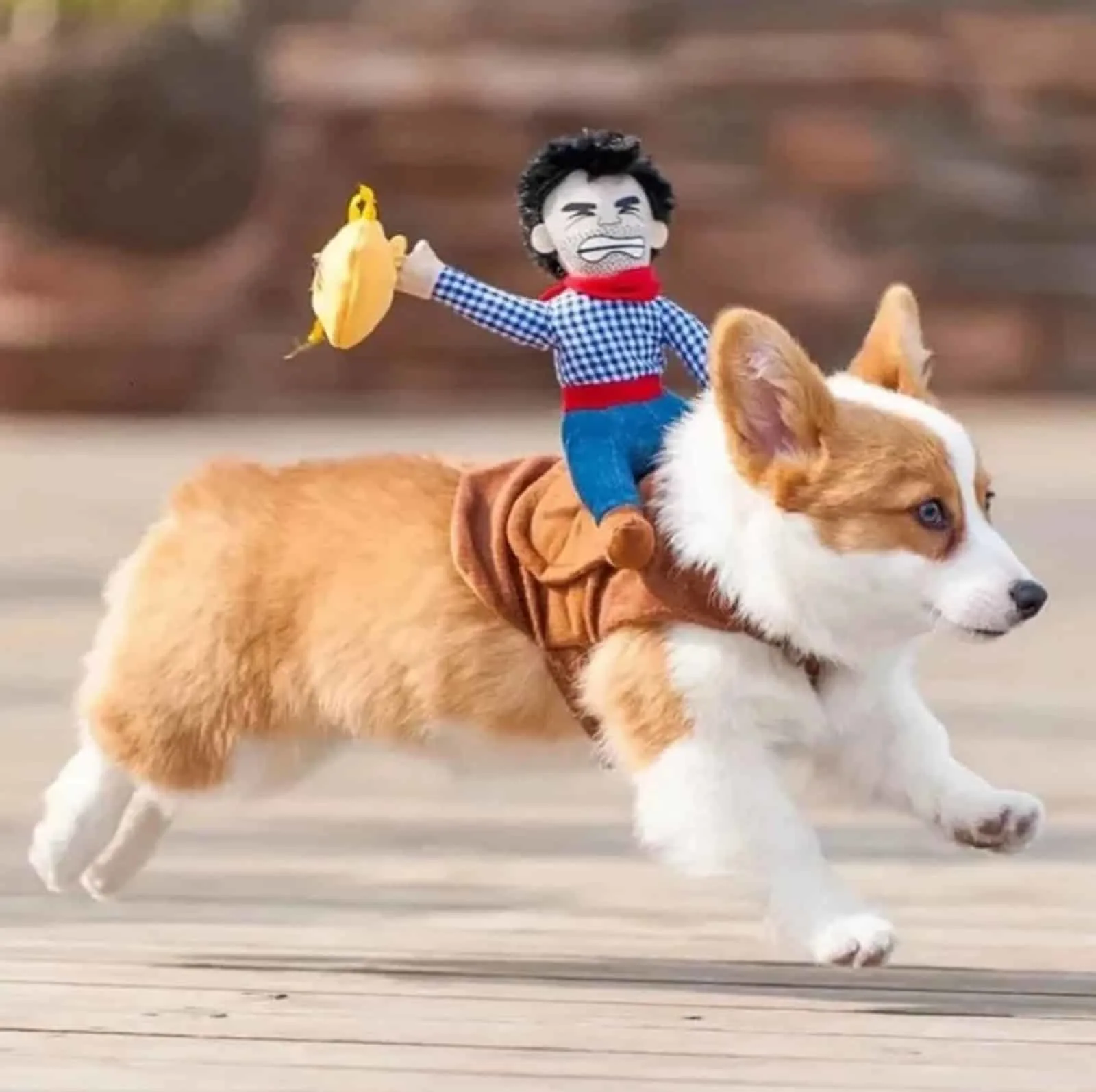 dog wearing cowboy costume running outdoors