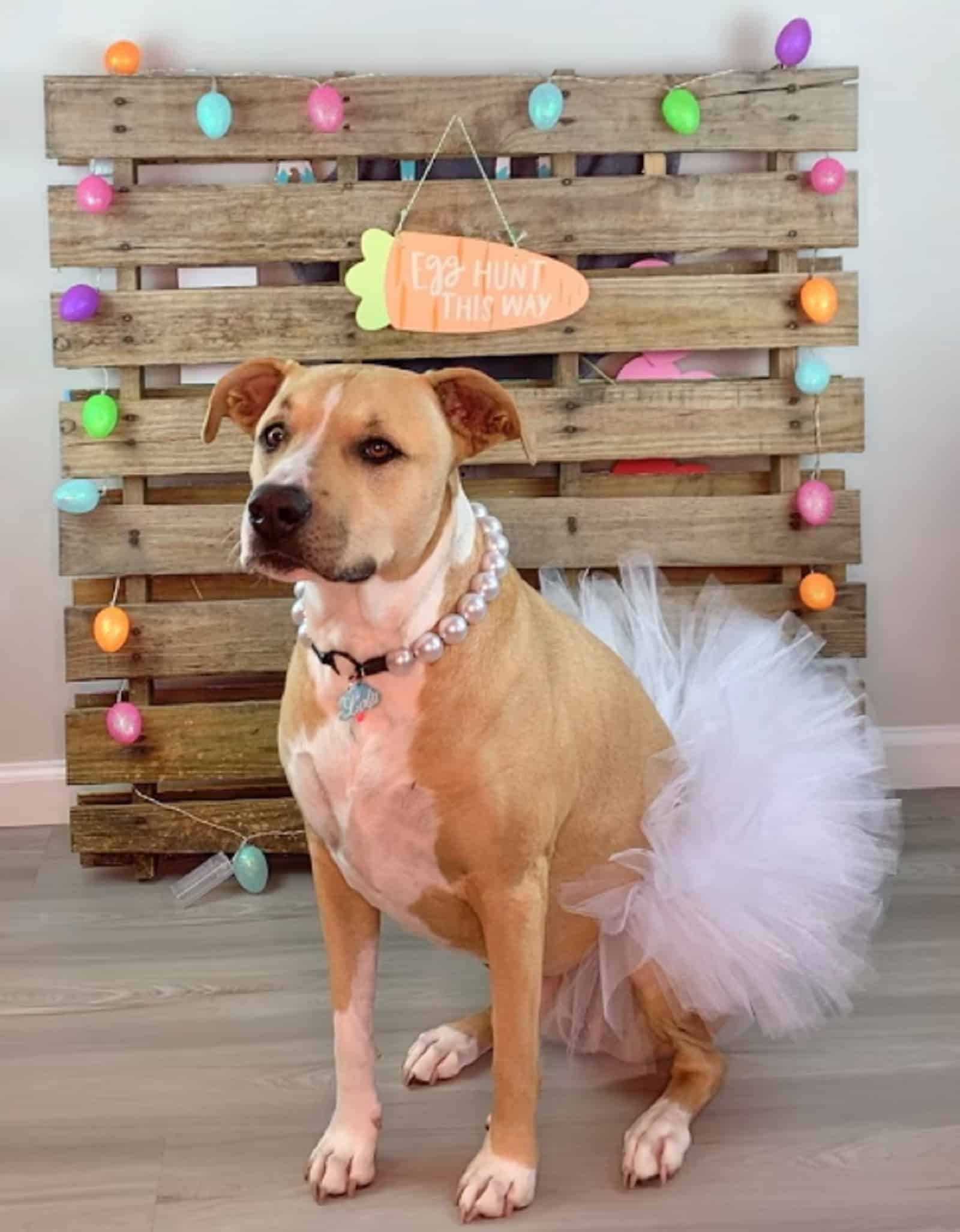 dog wearing fluffy skirt for celebrating easter
