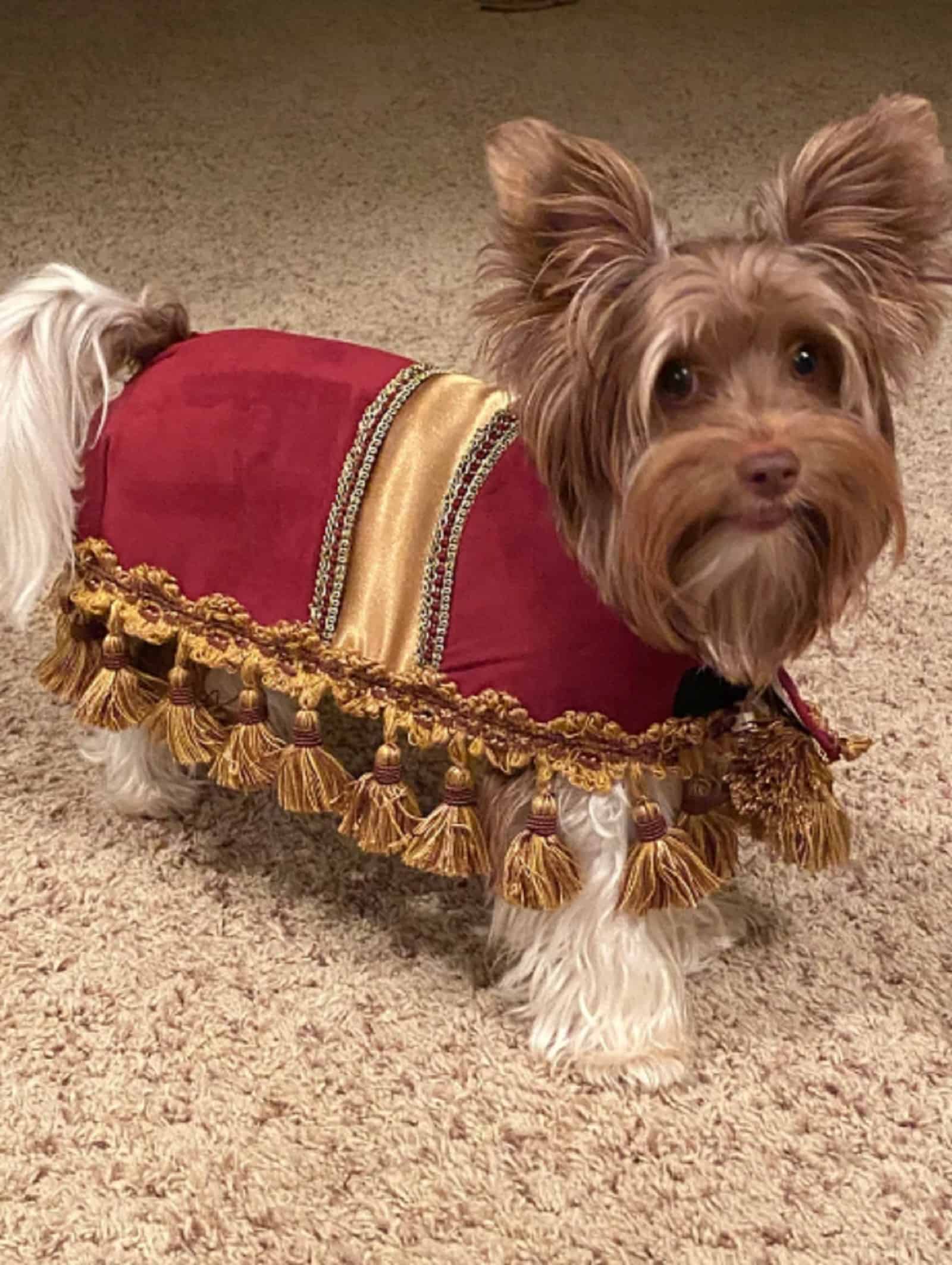 dog wearing footstool costume standing on the carpet