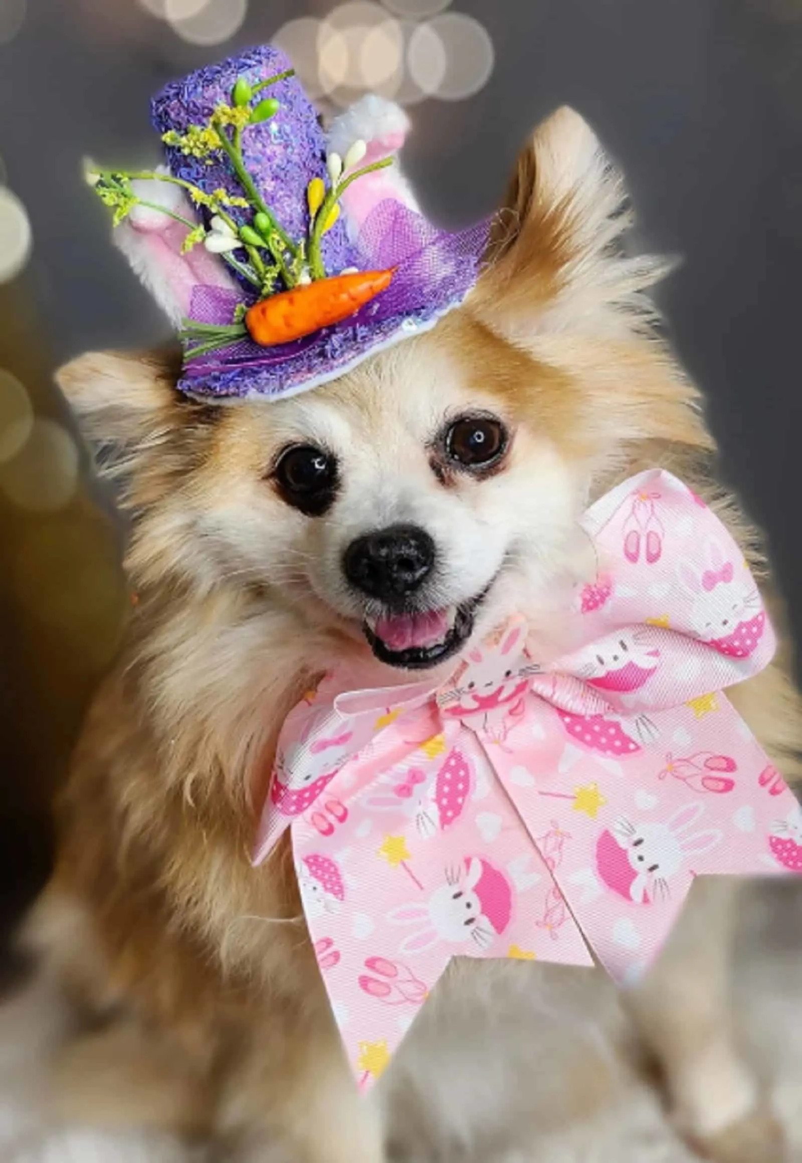 dog wearing hat with carrot and easter bow