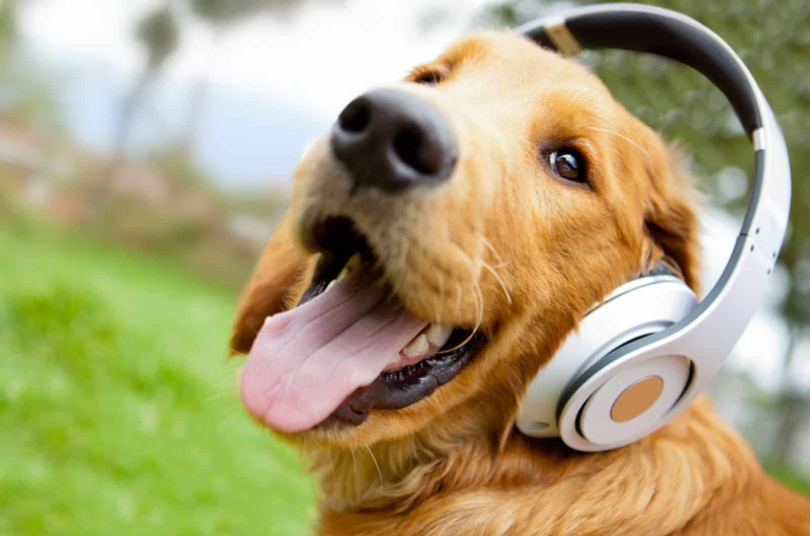 dog wearing headphones outdoors