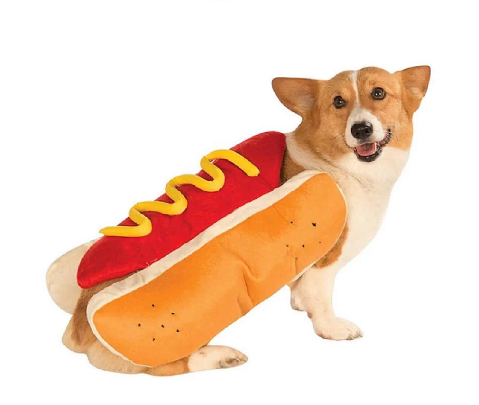 dog wearing hot dog costume looking funny