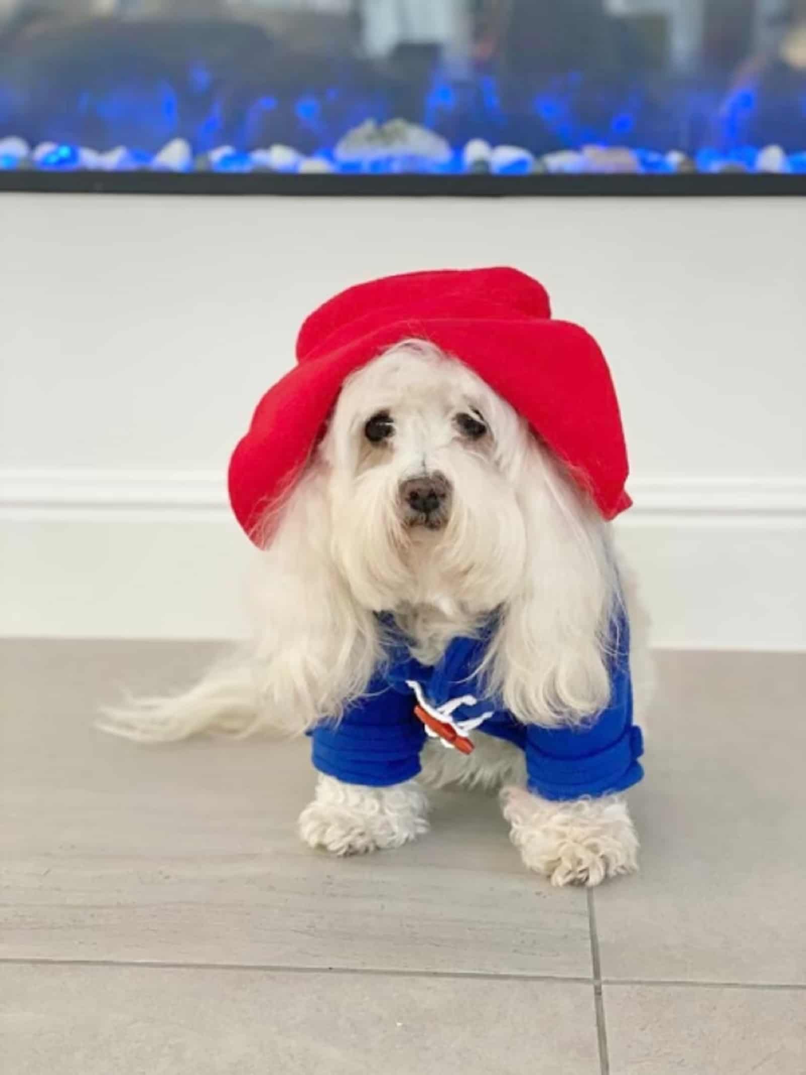 dog wearing paddington costume standing indors