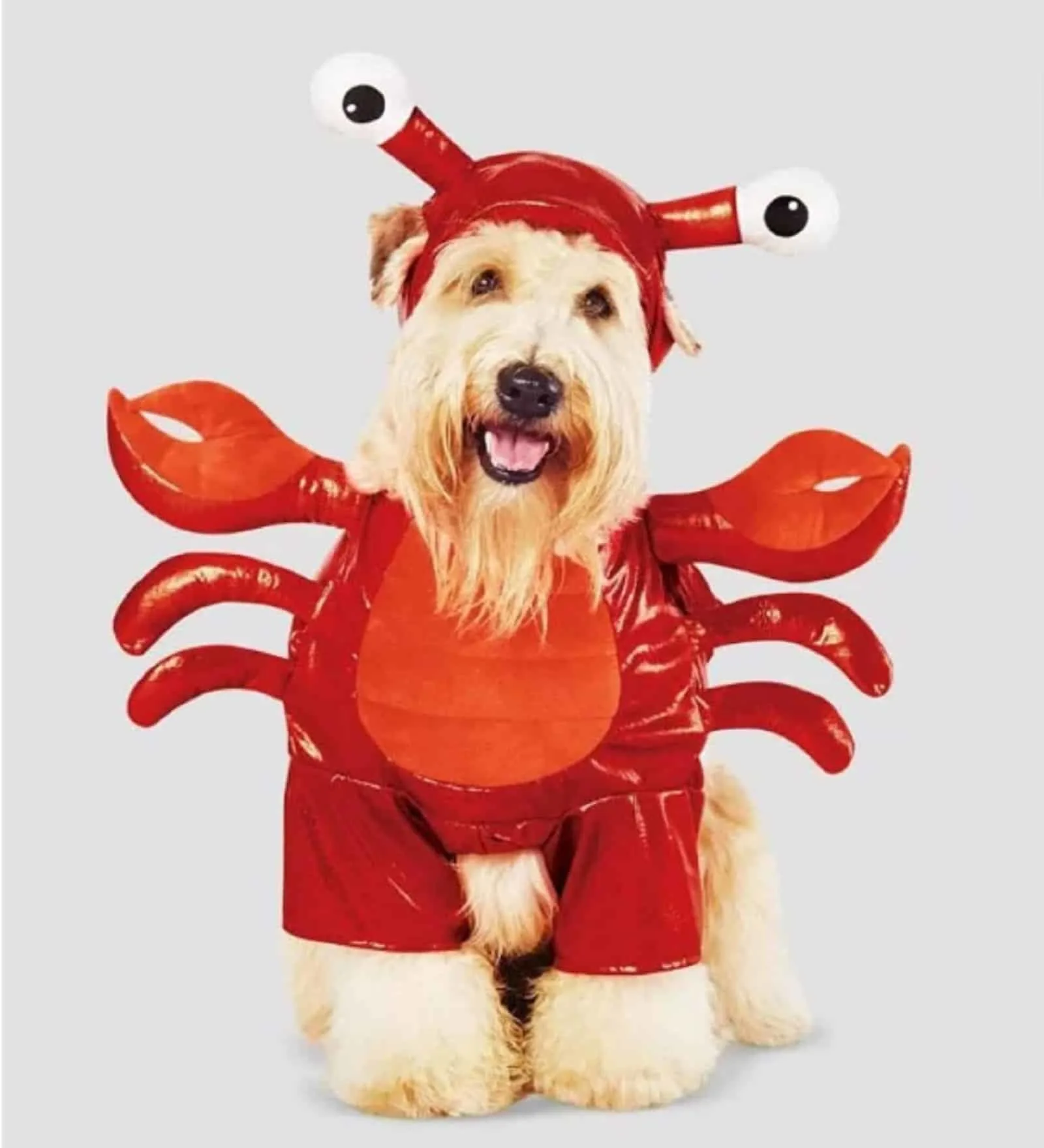 dog wearing red lobster costume looking funny