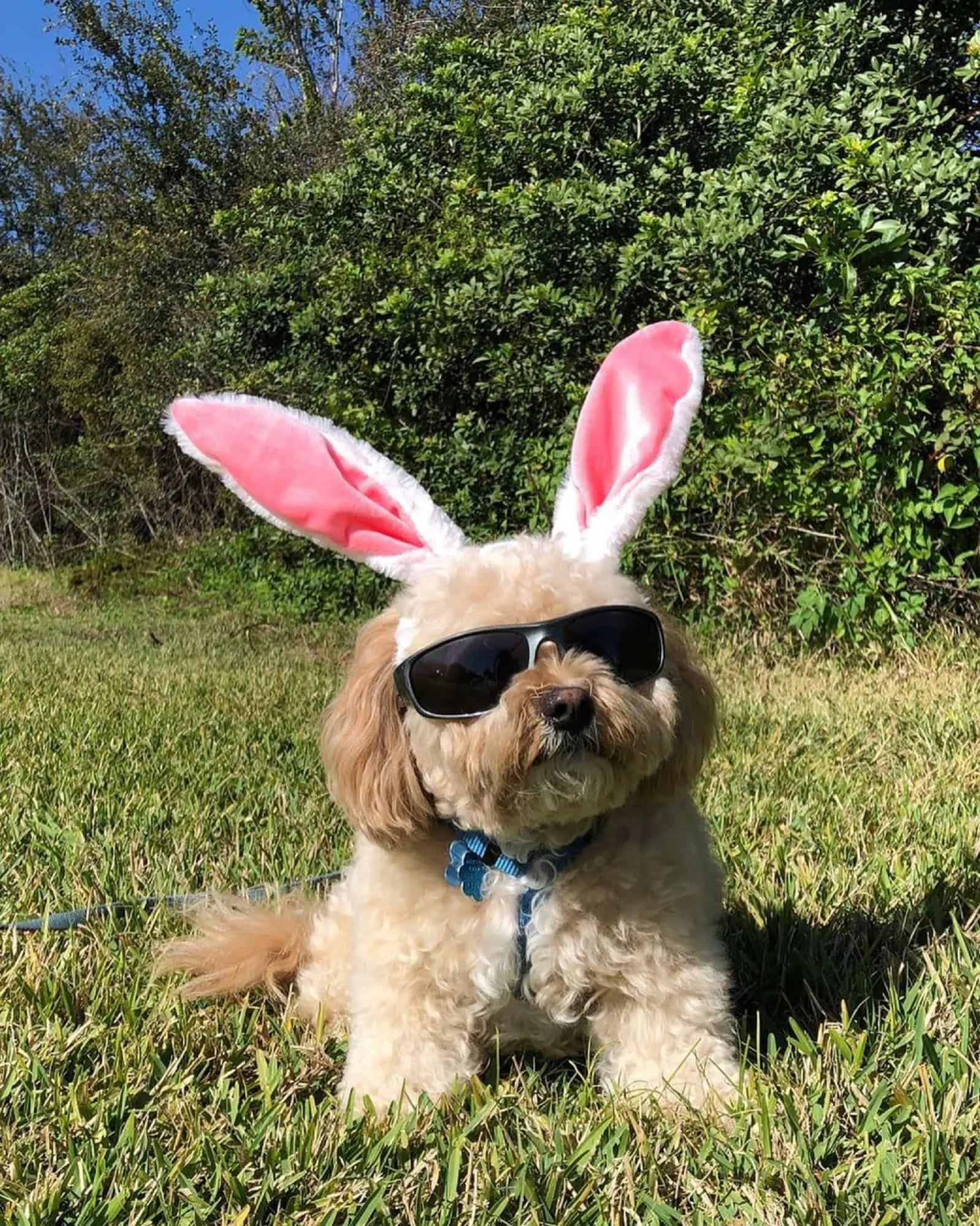 dog wearing sunglasses and bunny ears lying in the grass