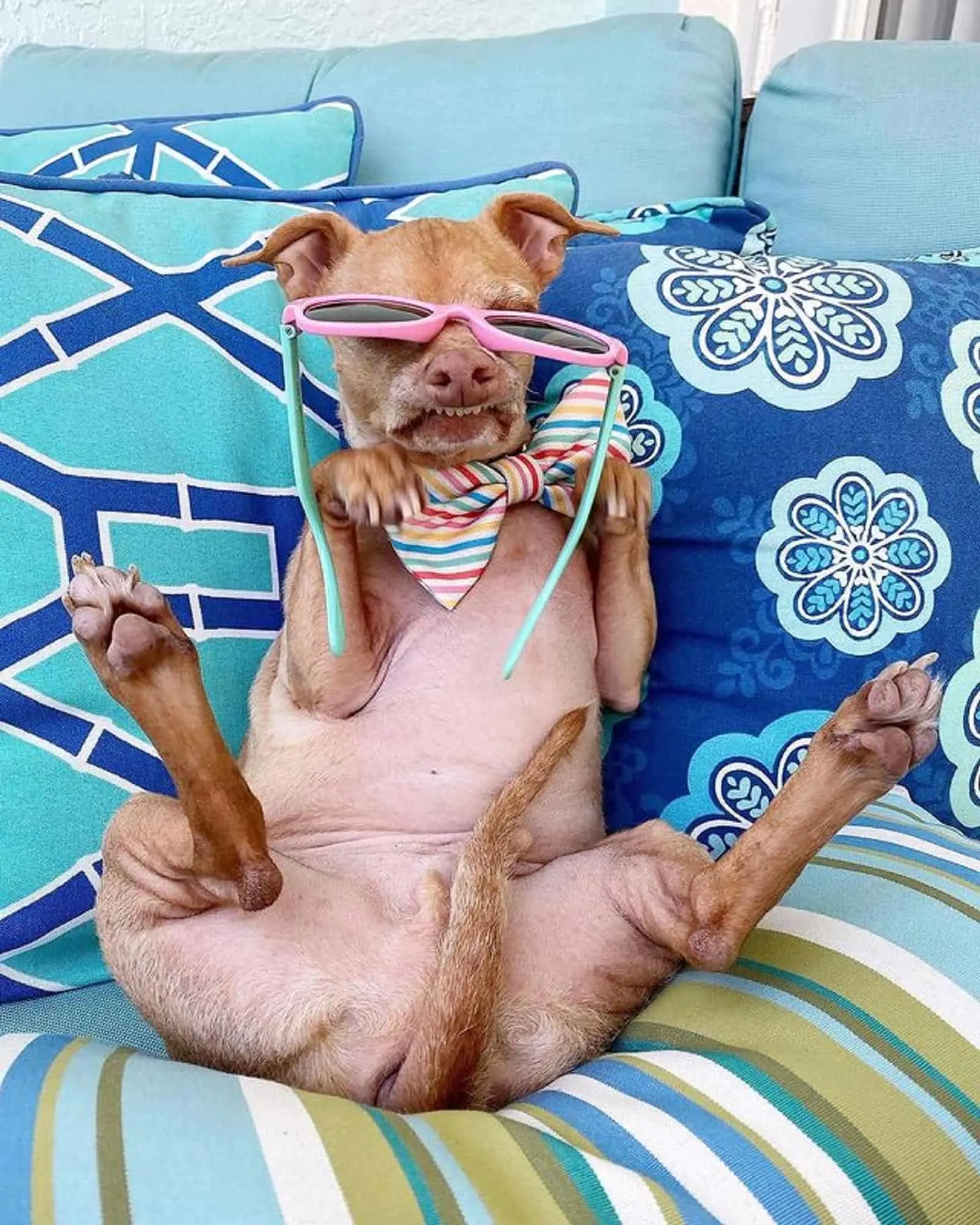 dog wearing sunglasses lying on the couch