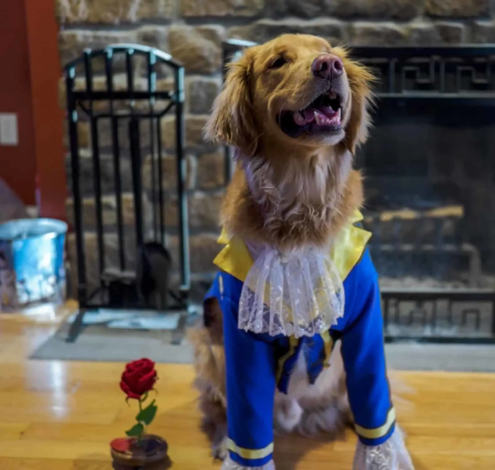 dog wearing the beast costume sitting on the floor
