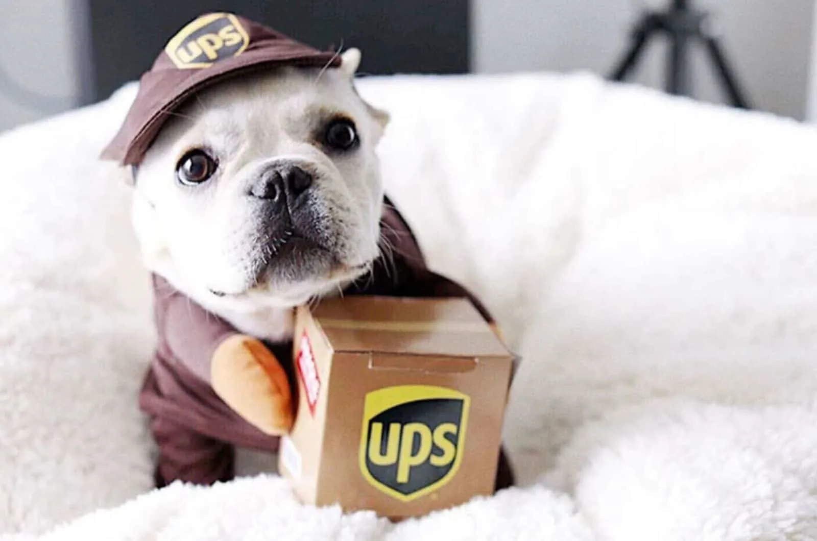 dog wearing ups costume and holding a package
