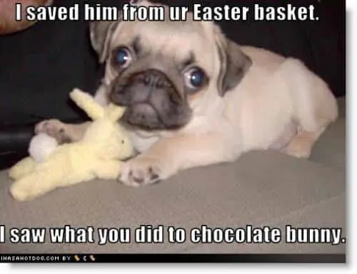 dog with a bunny toy meme