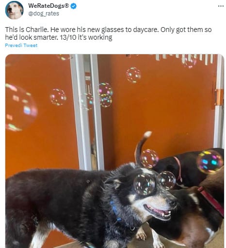 dog with bubbles