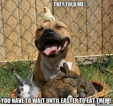dog with bunnies meme